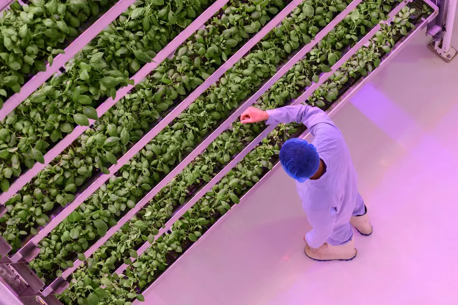 Rows of leafy greens on angled racks under purple LED grow lights in an indoor vertical farm, with a worker in a protective suit