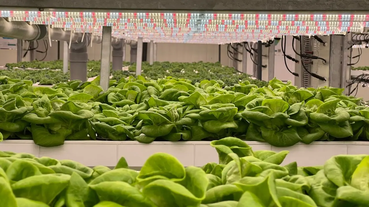 Lettuce growing in net pots along hydroponic channels in a controlled-environment greenhouse