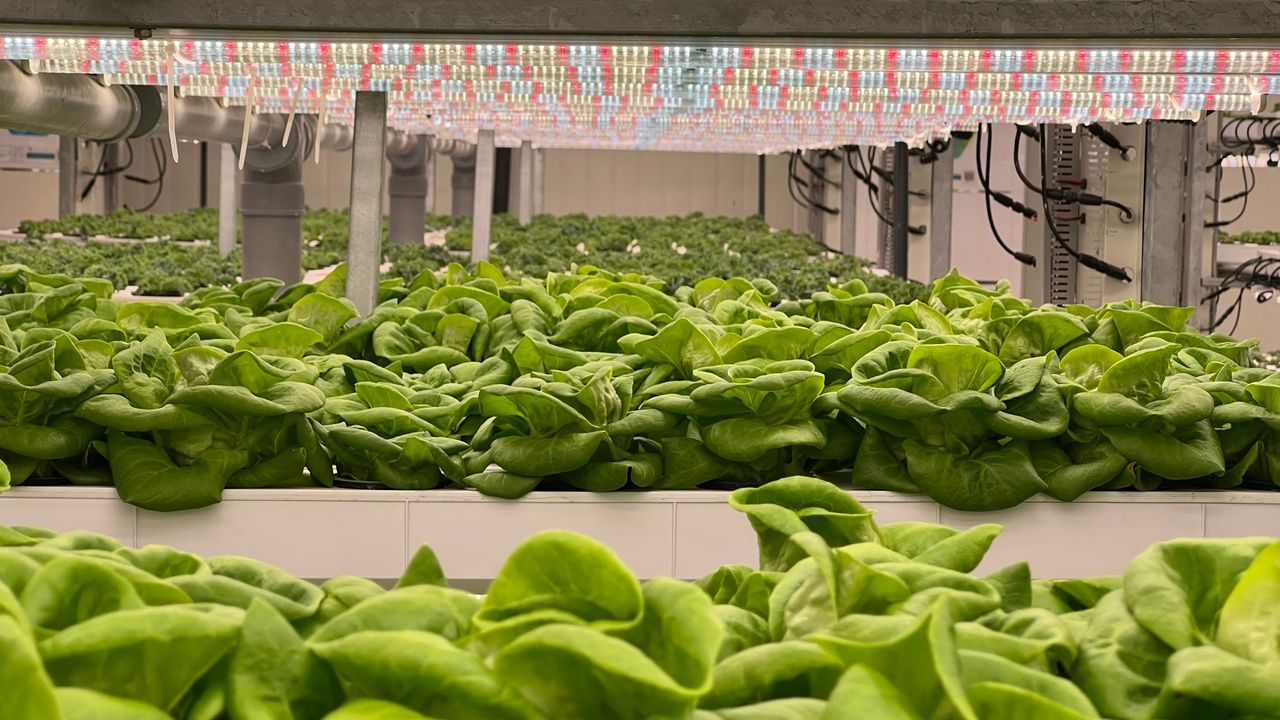 Sla die groeit in kweekpotten langs hydroponische kanalen in een kas, representatief voor de gewaseconomie van MetroFarms