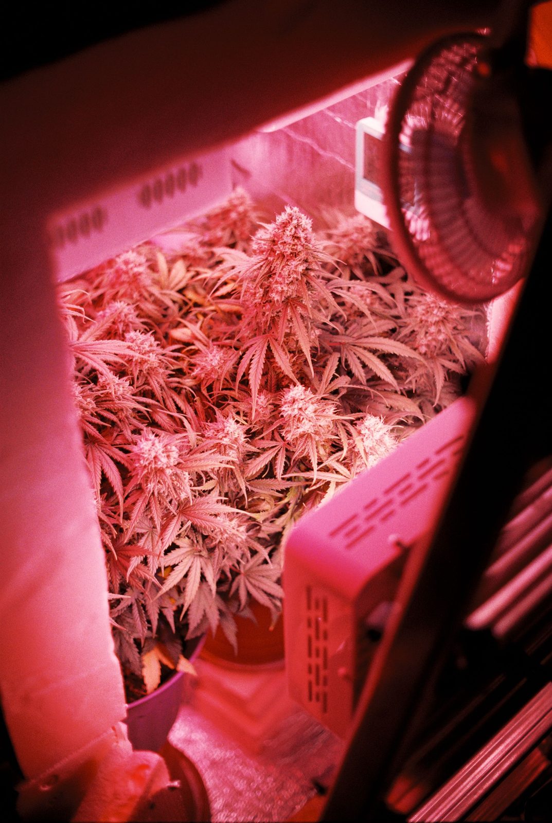 Leafy plants growing under LED grow lights on lit shelves, representative of the Metro Solo grow cabinet interior